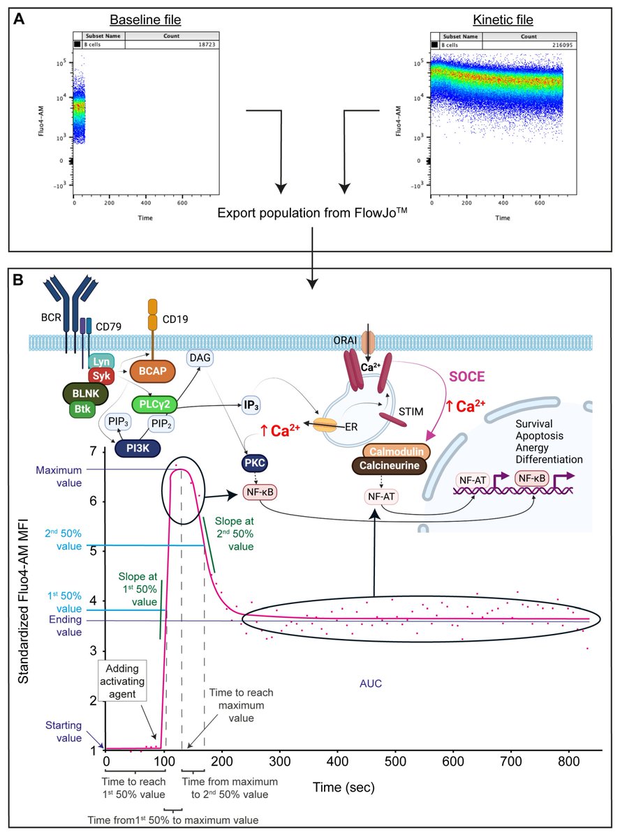 🌟#notablepaper on the Topic of B cells 📚An Optimized Flow #Cytometric Method to Demonstrate the Differentiation Stage-Dependent #Ca2+ Flux Responses of #Peripheral Human #BCells 🔗mdpi.com/2306232 👨‍🔬By Prof. Emese Mezosi et al @MDPIOpenAccess @MDPIBiologySubj