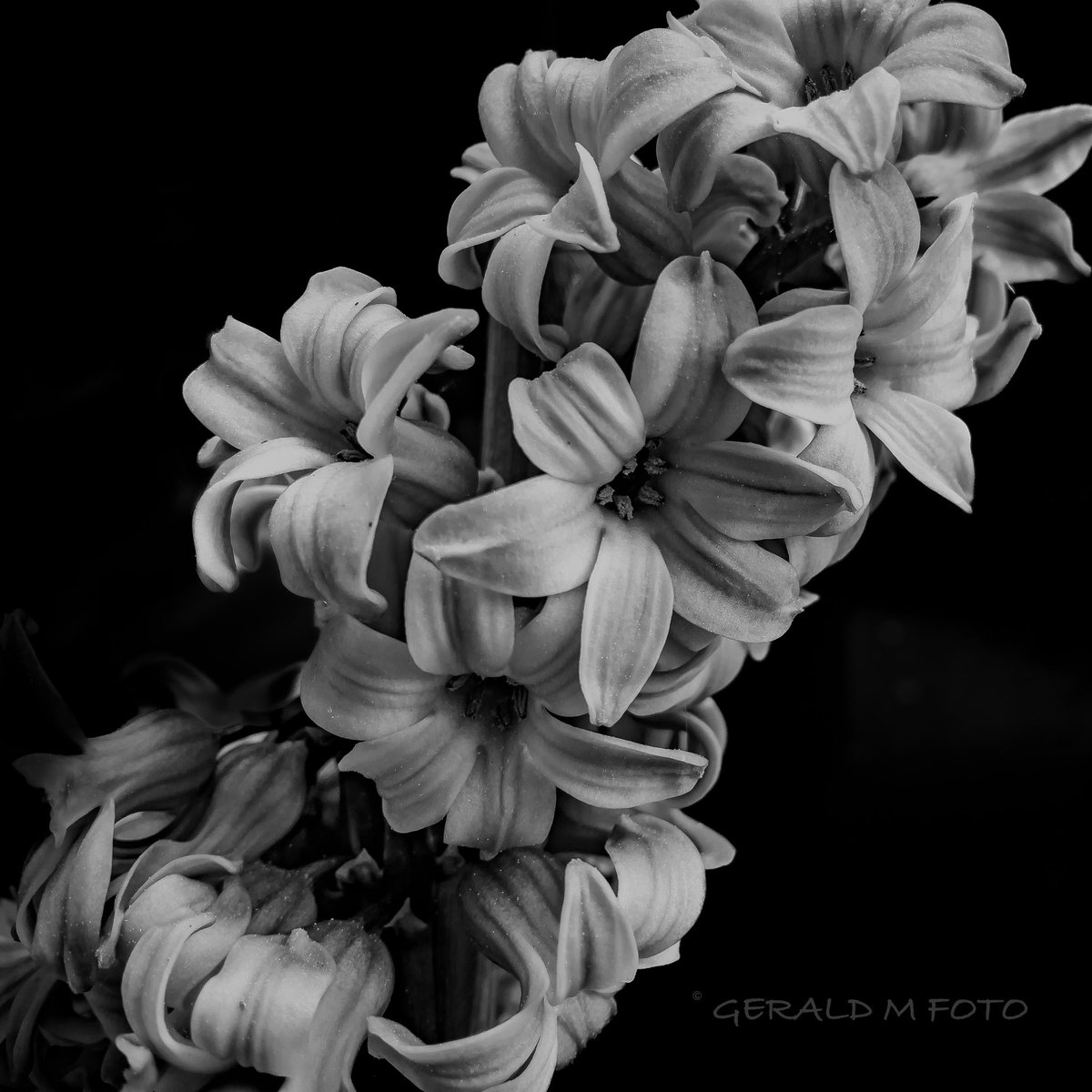 [ Hyacinthus ] Seems I‘m getting used to shoot in ProRaw format and matching editing via LR #bnw_macro #macrophotography #blackandwhitephotography #ThePhotoHour #BlackAndWhiteMacro #flowerphotography