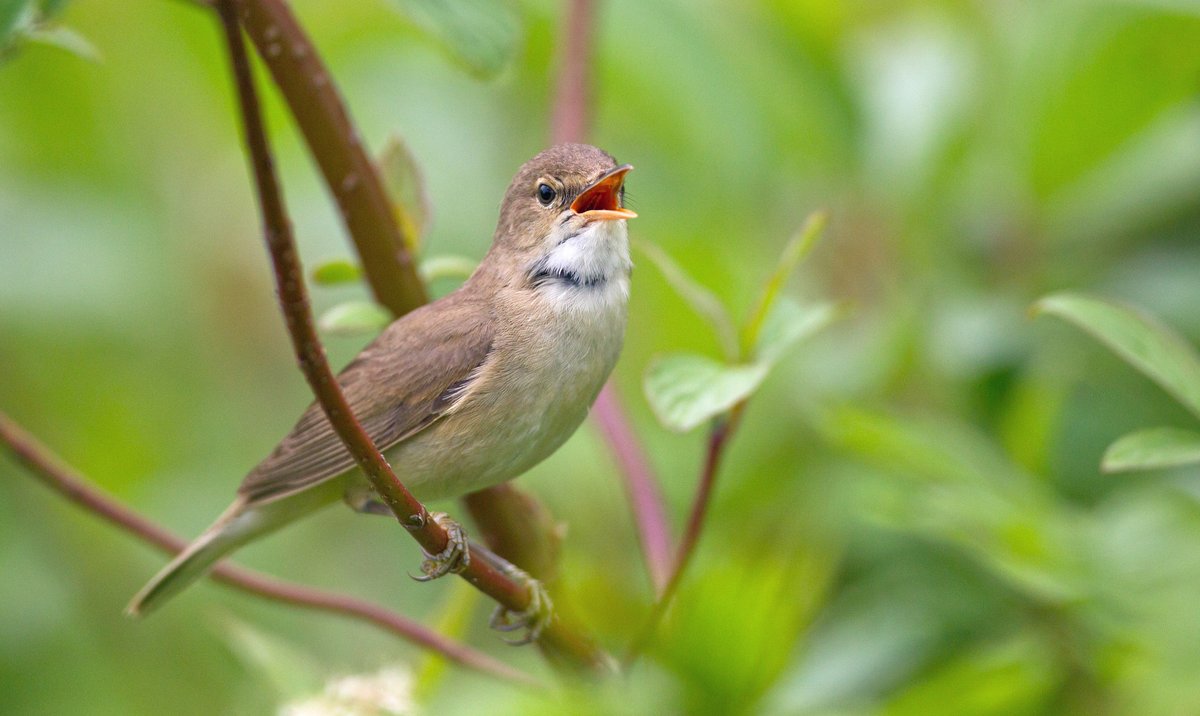 Reed warblers have started arriving for summer! These birds breed across Europe and winter in Africa, making the 4000 mile trip each year to spend summer around the UK. Their loud call can often be heard at our reedbed shelter, the saline lagoon & amphibian ponds. #SpringWatch