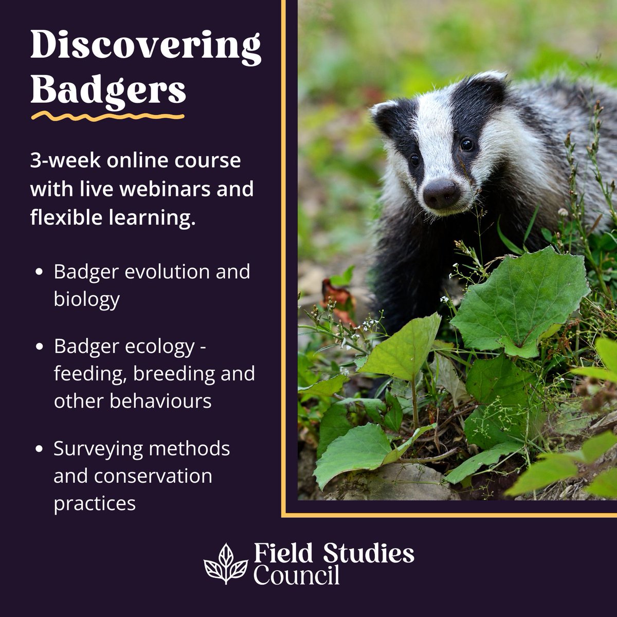 Online Natural History courses coming up in May 🐝🍃 🐸3rd Discovering Amphibians – only a few spaces left! 🗺️6th Discovering QGIS 💮8th Identifying Wildflower Families 🏡14th Biodiversity Net Gain for Reviewers 🔍16th Field Identification of Bumblebees 🌳17th Discovering Trees…