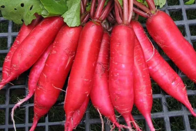 Чому варто включити в раціон дайкон: експерти розкрили корисні властивості продукту
newsstolychnyi.site/zdorovya/chomu…