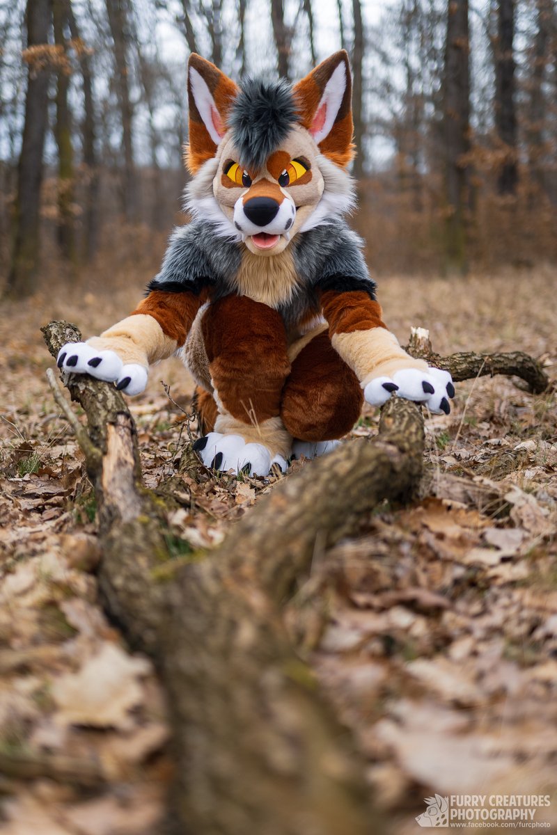 Jackal got a dowsing rod that can detect cute. And it *gasp* points at you!
Or maybe it's just canine obsession with sticks?

🔺 @jackal_husband_ 
✂️ @Zuri_Studios