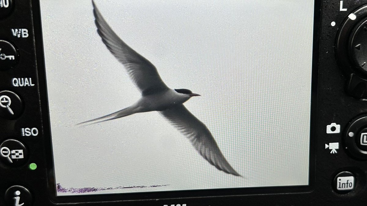 Another Arctic Tern at Netherfield Lagoons this morning looking as graceful as ever in the freezing torrential rain. Hopefully one or two more still to come this afternoon. @NottsBirders