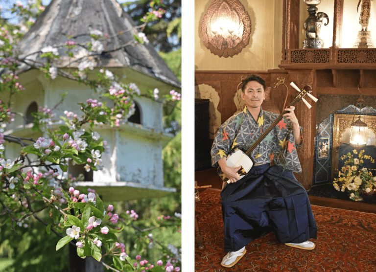 Take a trip to Japan this bank holiday weekend with Percy Powell-Cotton! View beautiful artefacts brought back from Japan by Percy in 1891, experience live Japanese music, follow the sakura trail, and more! 🌸 At the @PowellCotton Museum, 4-6 May 👉 powell-cottonmuseum.org/event/percys-w…