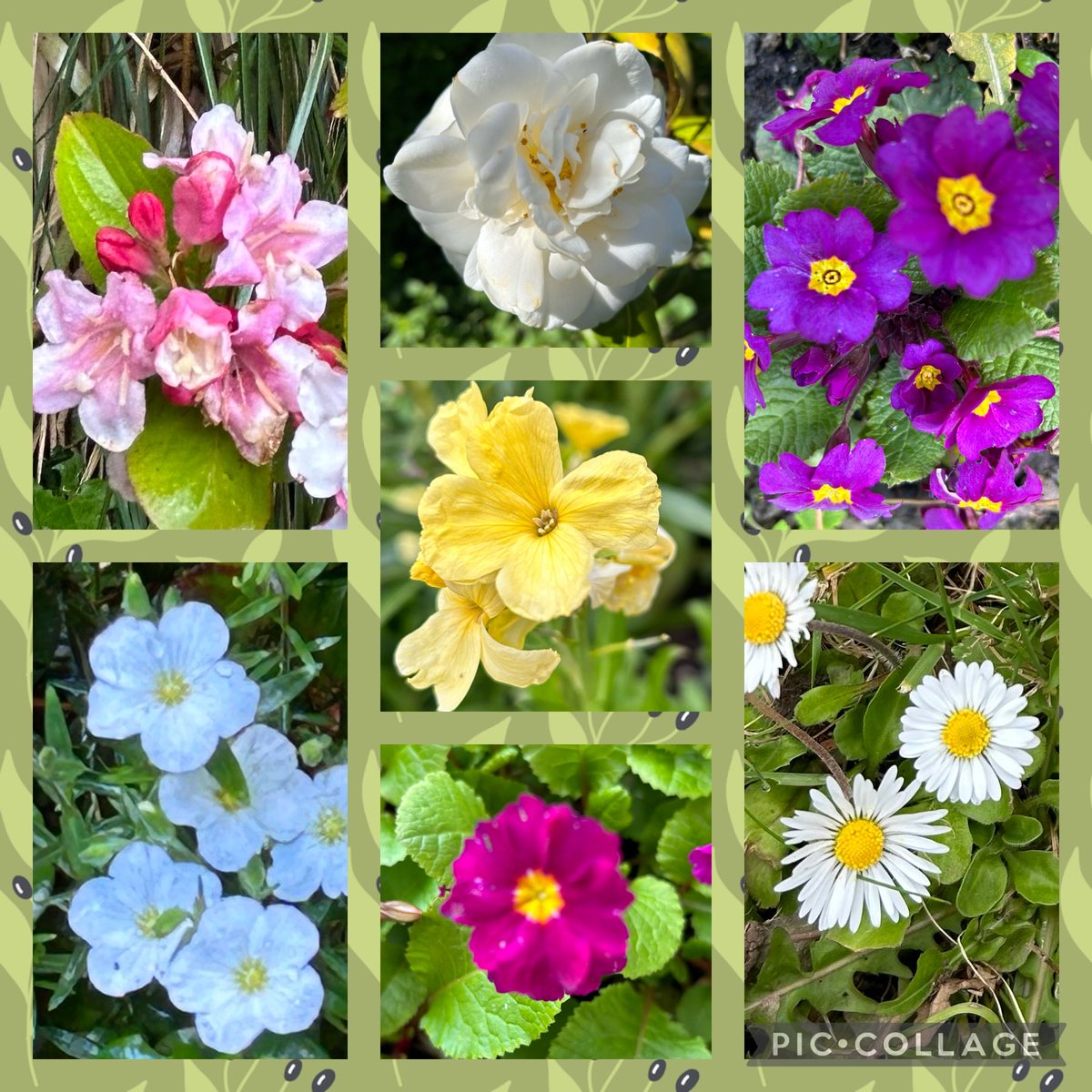 Sun shining, blue sky today, hooray. Some pretty and colourful flowers from this past week. #SevenonSunday #Gardeningtwitter #Flowers