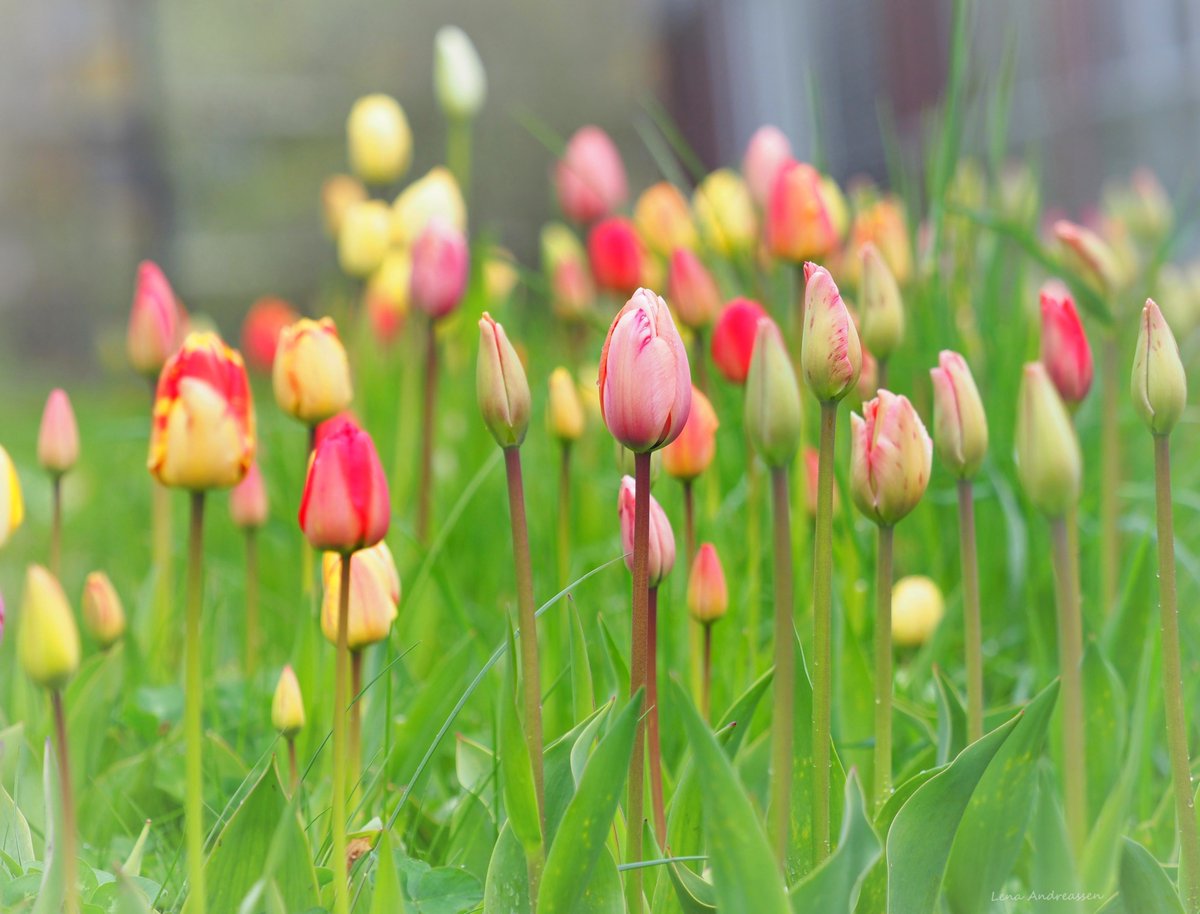 Embrace the beauty of tulips and let them brighten your day. Happy Sunday from Jæren Jæren Norway 28/4 2024 @ThePhotoHour #tulips #spring #SundayVibes