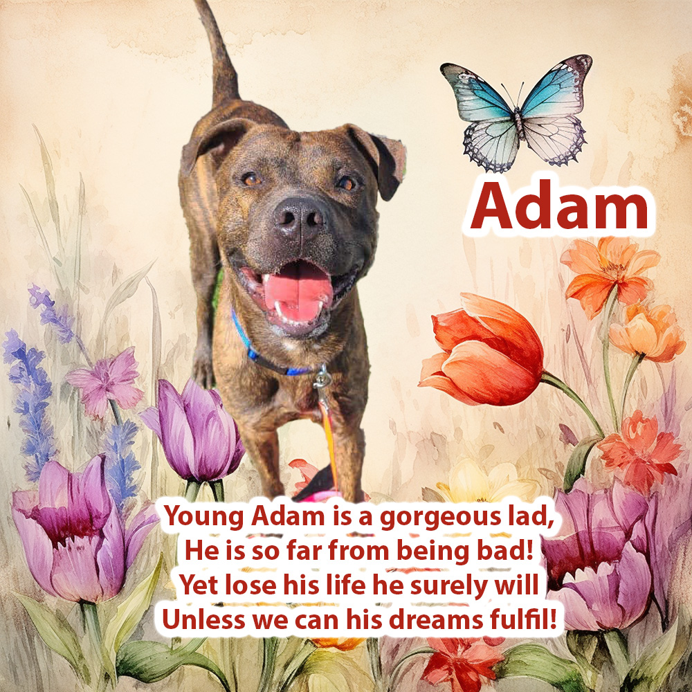 🆘⚠️🆘⚠️🆘 ADAM #A366707 TBK @ Corpus Christi ACS 04/29🆘⚠️🆘⚠️🆘 😍* Gorgeous APBT mix lad * Likes peace & quiet * Hates loud noises/sudden movements😱 ❤️* 1 yr old - so much life to live & love to give * Adores people; less sure of🐕 Pls #PLEDGE now to help dear ADAM. 🙏