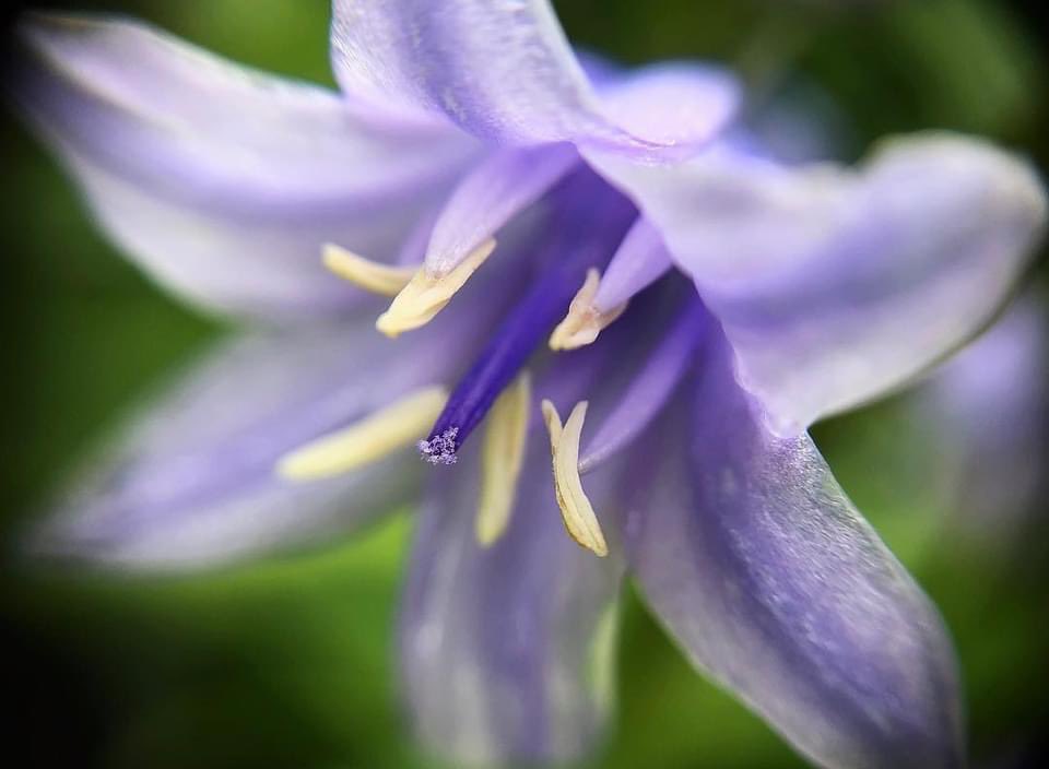 LlangunlloVill's tweet photo. The Bluebells have opened #bluebell #wildflowers https://t.co/0VrNlFqGtQ