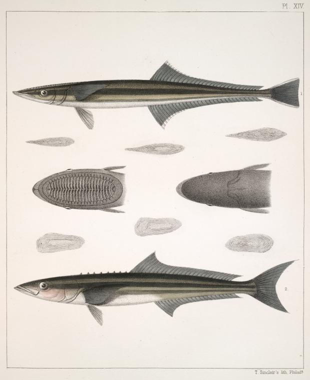 Fig. 1. Echeneis Lineata (Suck-fish, vlg.); Fig. 2. Elacate Canada (Cobia, Crab-eater)
Ichthyology of South Carolina. Vol. I.
Date Created: 1860
#Fish #NaturalHistory #Vintage 
observationdeck2.blogspot.com/2024/04/fig-1-…