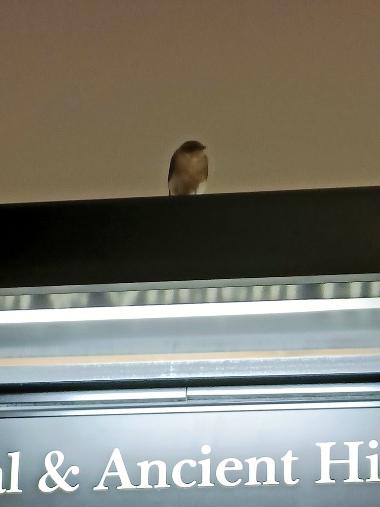 Yes you did just see a bird fly in the shop. Currently in Ancient History section....
#booksellerproblems #choosebookshops