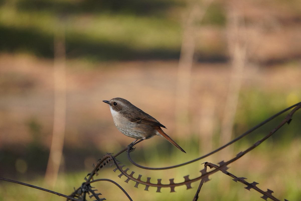 Sparrow on the razor edge..
#savebird #sparrow #NaturePhotography #naturelovers #NatureTherapy #naturephotographyday #NatureDiscovery #picoftheday #photooftheday
