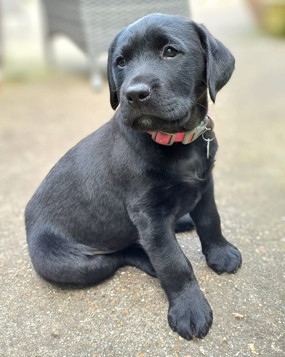 🐾 Dog Lovers Wanted 🐾 We are looking for volunteers to help care for and train adorable pups like Saxon from their own home. You will have full support and guidance from a Hearing Dogs Dog Trainer in person and online. Find out more information >> hearingdogs.org.uk/volunteering/p…