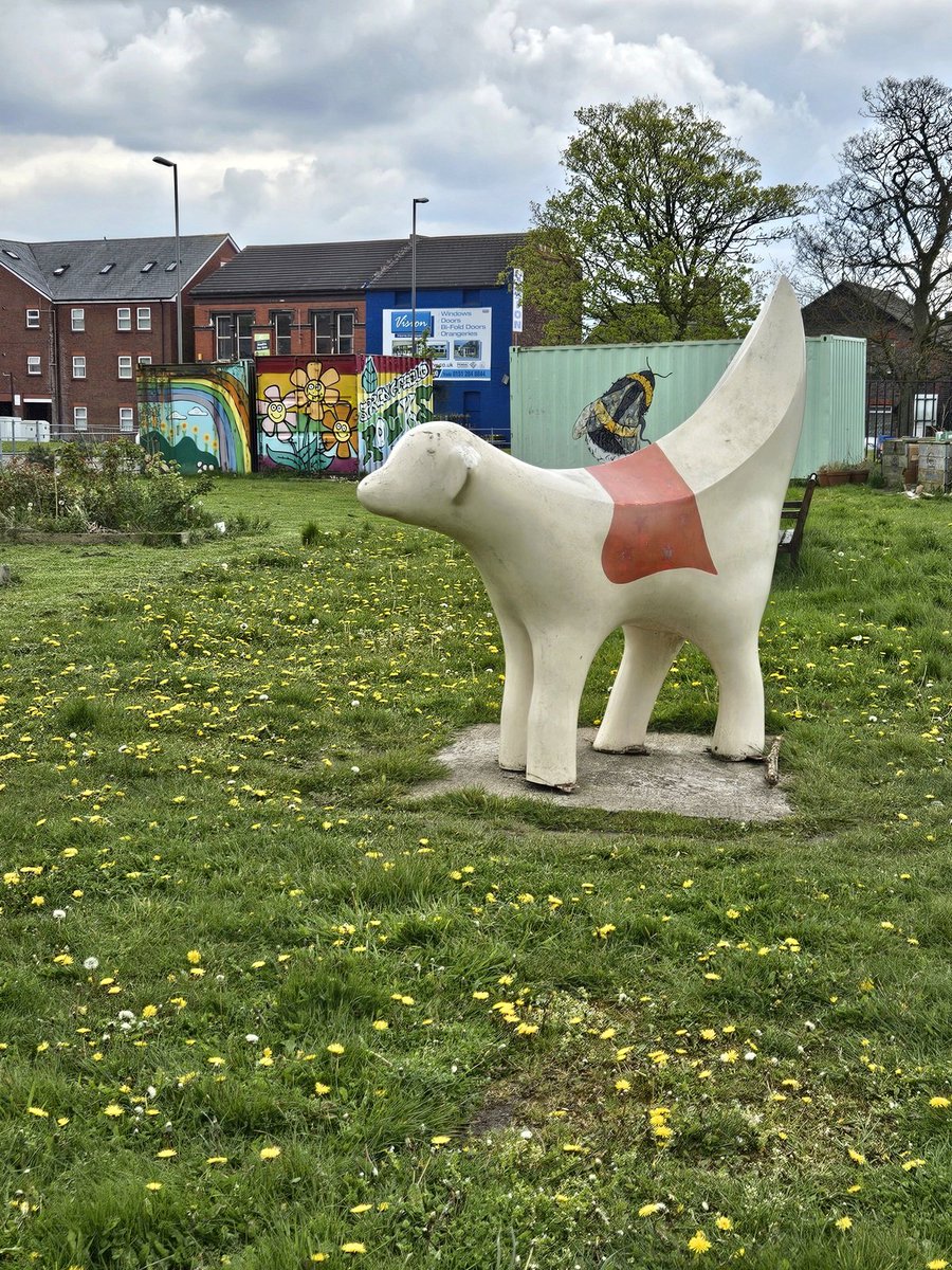 Cloudy, cool & struggling to open their faces this morning in my garden. Yesterdays sun more welcoming, #Springfieldpark's 'Rocking' Lambanana surrounded by a yellow army @DandelionAppre1 #InternationalDayOfTheDandelion  #WildflowerHour #Dandelions #pollinators #SaveTheBees🐝💚