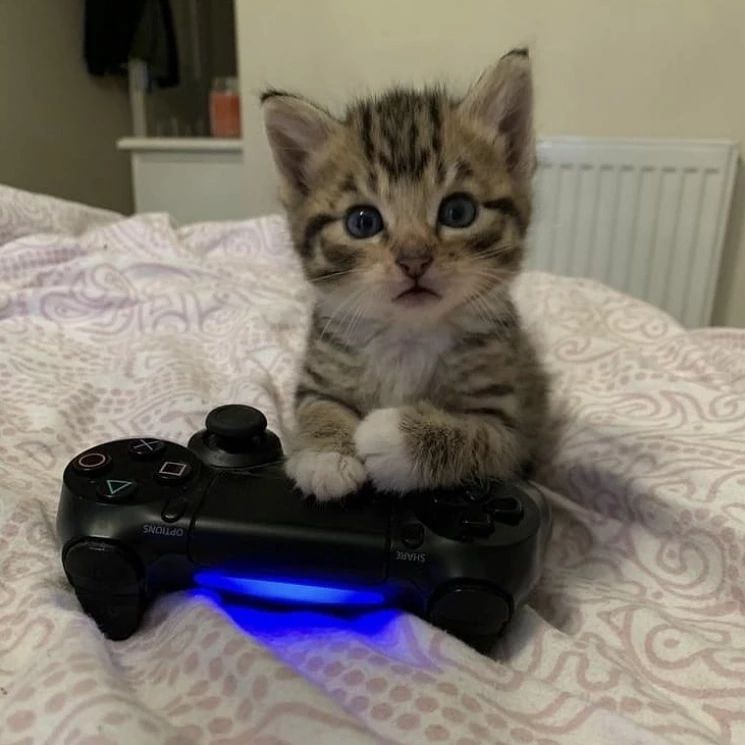 PunchingCat tweet picture