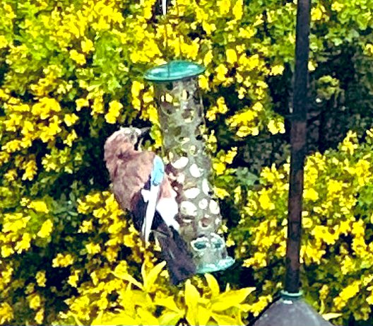 SkylarkArtist's tweet photo. Me-e a-and Mr   Mr Jay…
Mr Jay Mr Jay Mr Jay
🎵🎵🎵🎵🎵 
🎶 🎶🎶
#jay #MrJay #woodland #birds #Buckinghamshire #garden @Natures_Voice @WoodlandTrust 
#wildlife @TheChilternSociety @WildlifeTrusts 
🌳🕊️🕊️ https://t.co/prdPU3TZRO