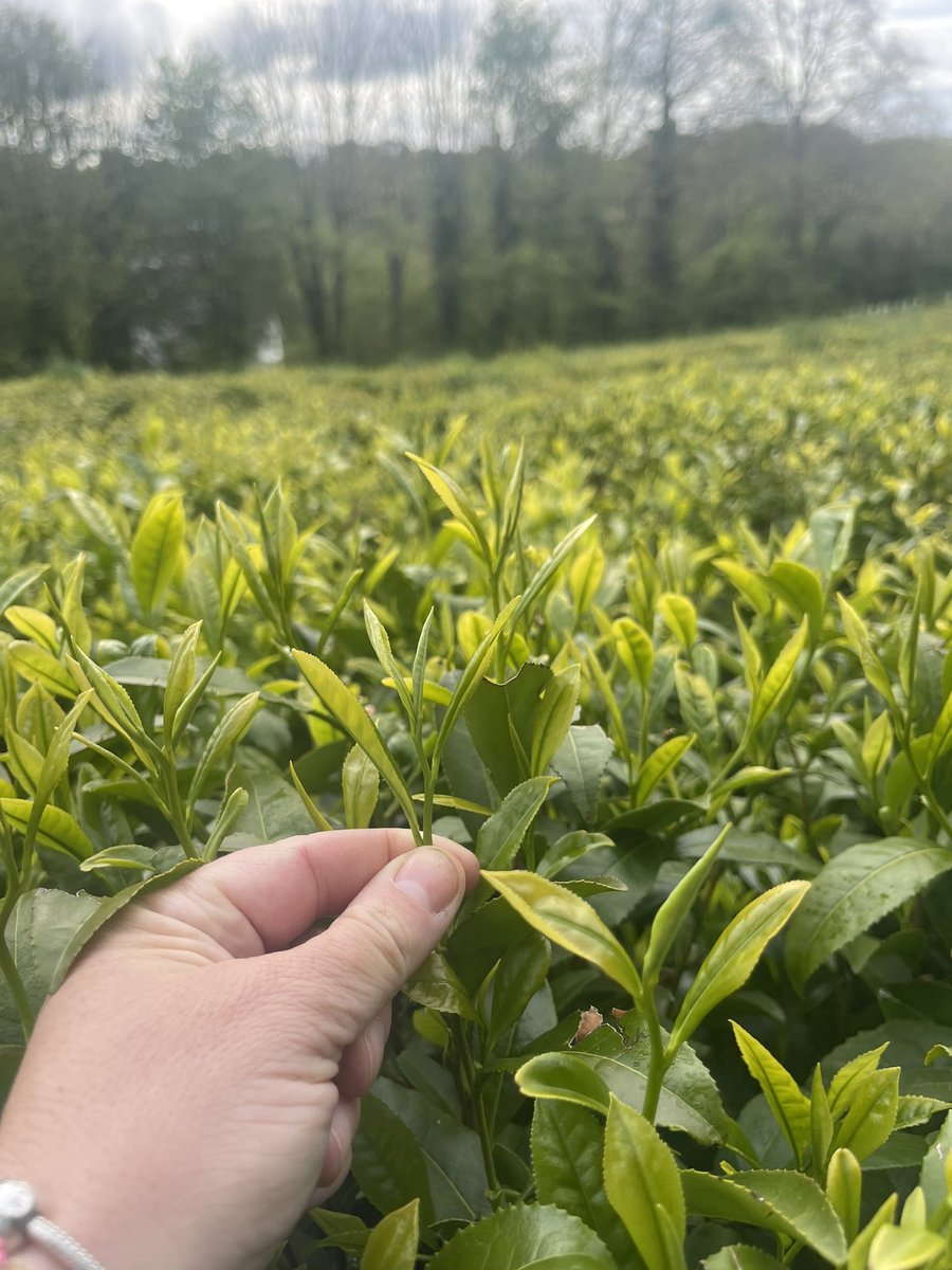 The Jersey Tea Company (@TheJsyTeaCoLtd) / Posts / X