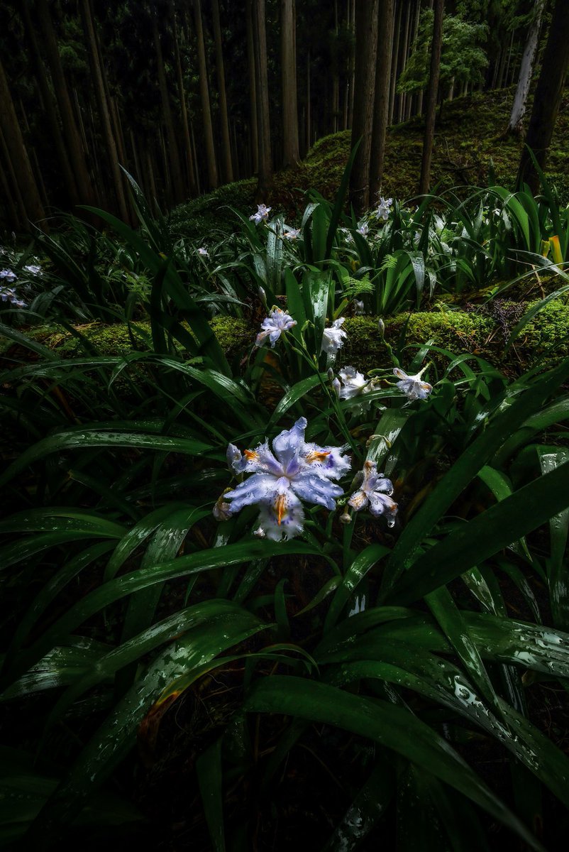 雨降るシャガの森