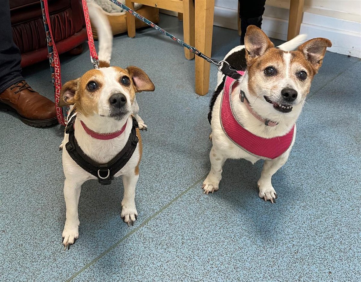 Happy news!!! Lola and Tilly, together in Lancashire, UK HAVE BEEN RESERVED!! bleakholt.org/lancashire-ani… 😀😀😀😀😀😀😀😀😀 Thank you to everyone that keeps sharing to help find homes 🏡🐶❤️🎖️