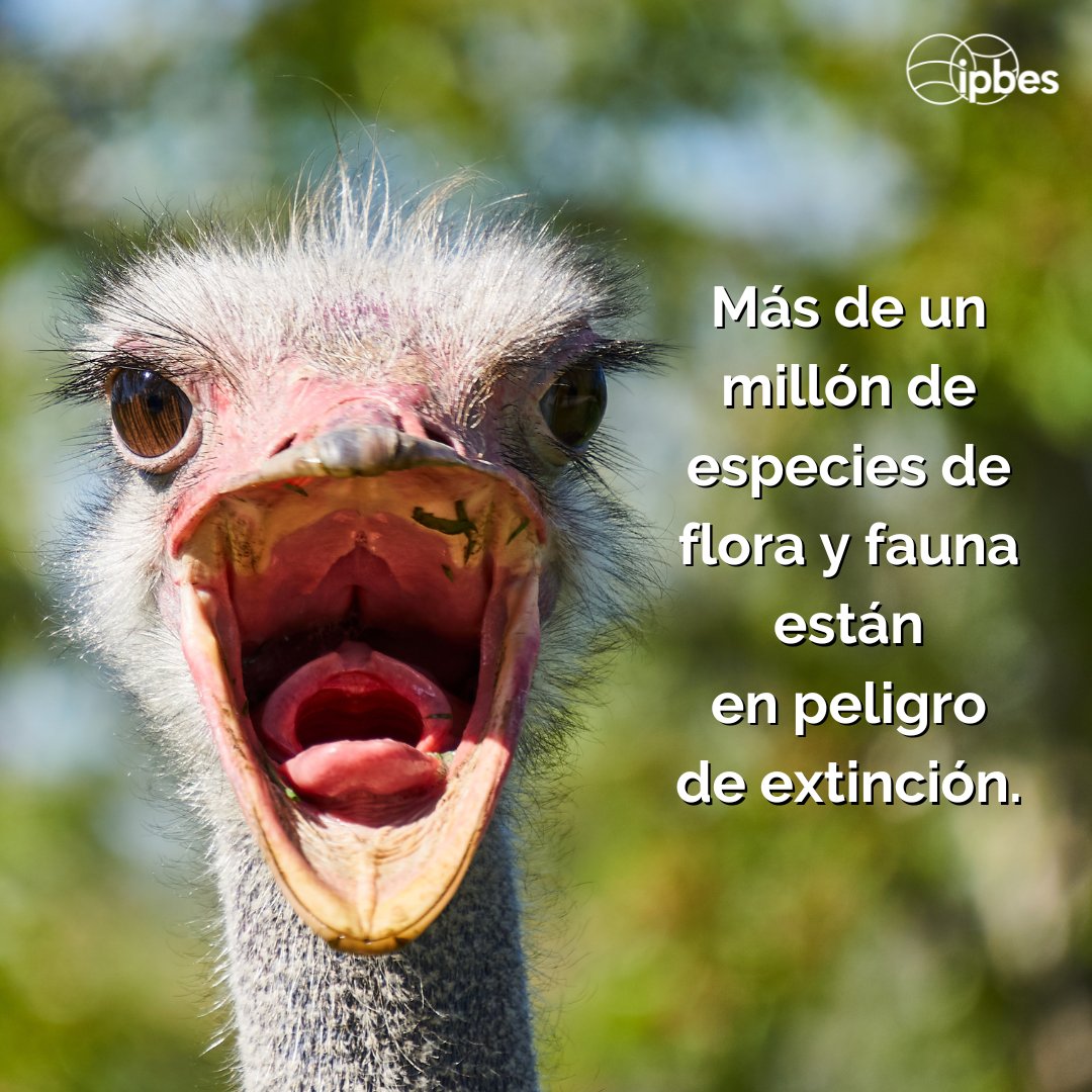 En 2019, la #EvaluaciónMundial de la @IPBES concluyó que 1 millón de especies de flora y fauna están en peligro de extinción 🥀 Hoy en día, la cifra es probablemente aún mayor, ¡pero lo importante es la necesidad urgente de preservar la #biodiversidad! #PorLaNaturaleza