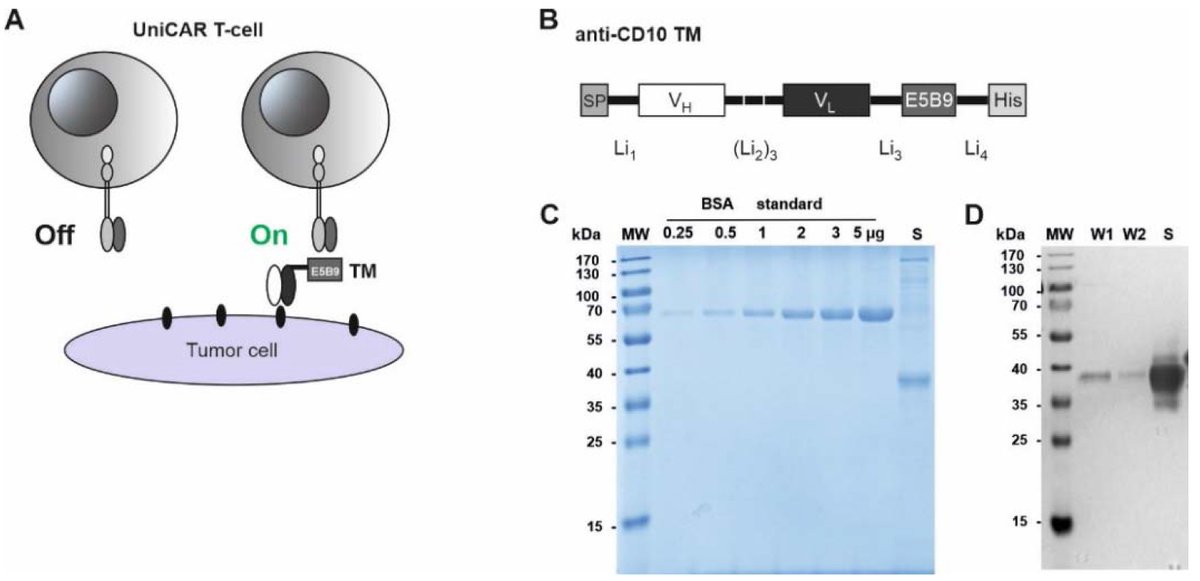 🌟#notablepaper on the Topic of B cells 📚Targeting CD10 on B-Cell Leukemia Using the Universal CAR T-Cell Platform (UniCAR) 🔗mdpi.com/1610062 👨‍🔬By Prof. Michael Bachmann et al @MDPIOpenAccess @MDPIBiologySubj #bcells #CD10 #immunotherapy #CARTcells #Tcells