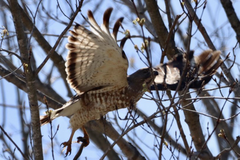 Taking flight! Late afternoon and a Red Tailed Hawk is on the move! Amazing wingspan and markings ❤️ #hawk #redtailedhawk #birds #BirdTwitter #TwitterNatureCommunity #TwitterNaturePhotography ❤️