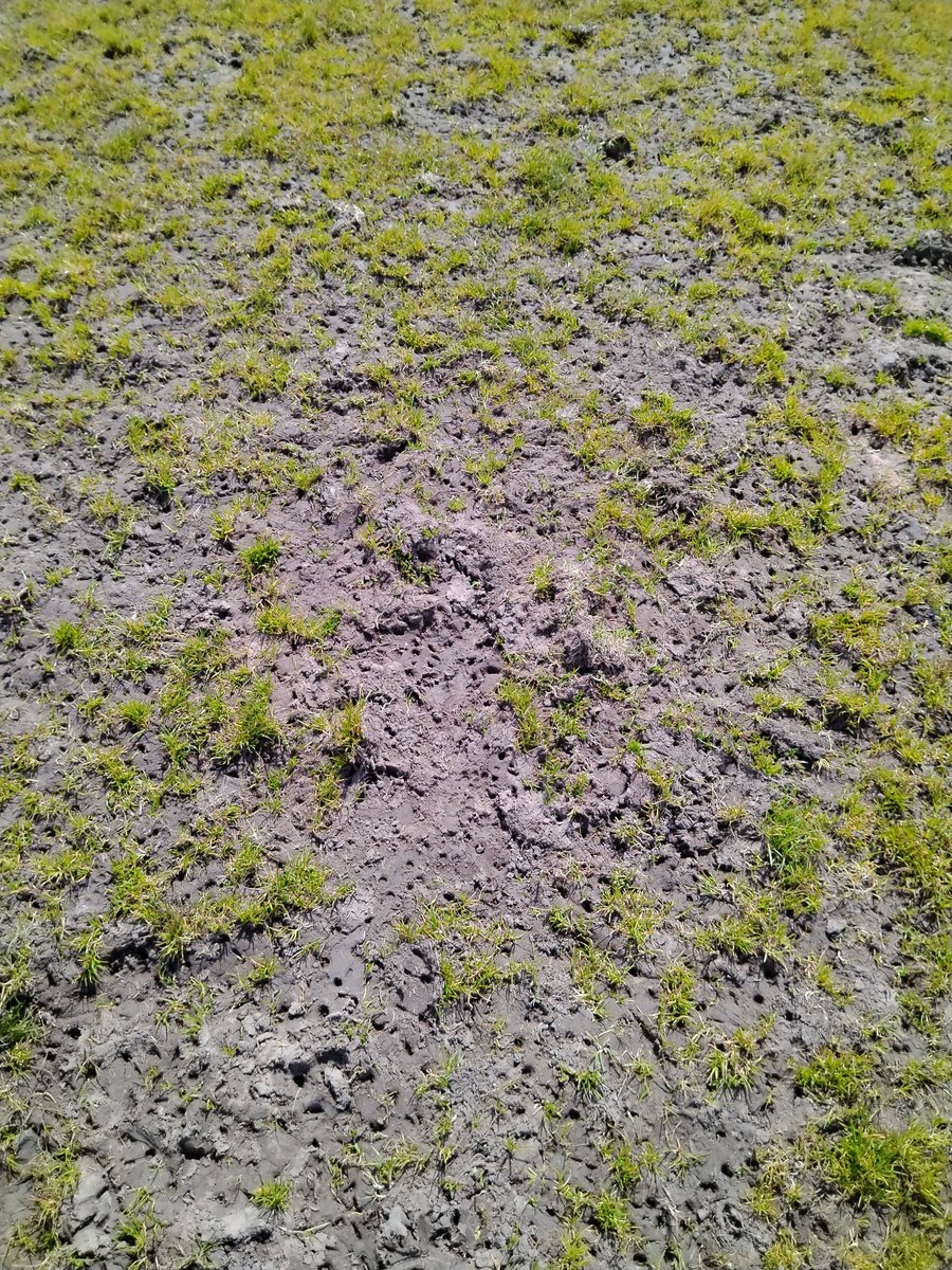 PaulieM80's tweet image. Travelled to Dundalk IT yesterday for a Celtic Challenge game vs Derry, this was the state of the pitch the players had to play on, luckily no one was injured #sortitout