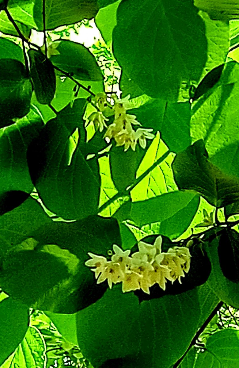🌲白雲木🌲 ハクウンボク：エゴノキ科エゴノキ属の高木。 和名、オオバジシャ(大葉萵苣) 白い花が満開に咲くさまが、 白雲に見えることからの 命名。 ※ この花樹の学名スティラックスはギリシャ語の「storax（安息香）」が語源。 安息香を 産出することから香りも魅力 🌿もう盛りを過ぎていました🌿