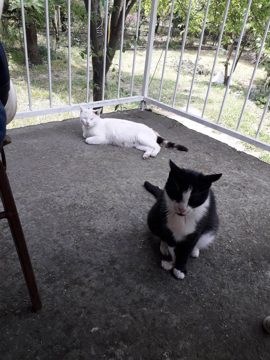 Hanım Ağa ve Beyaz.