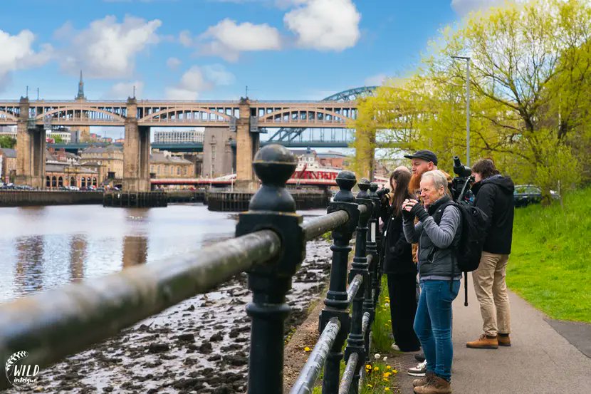 The Newcastle-Gateshead #Quayside is an incredible place to watch wildlife! On Friday we hosted one of our Quayside Wildlife Safaris to explore the wilder residents along this urban stretch of the River Tyne. Thread 1/3