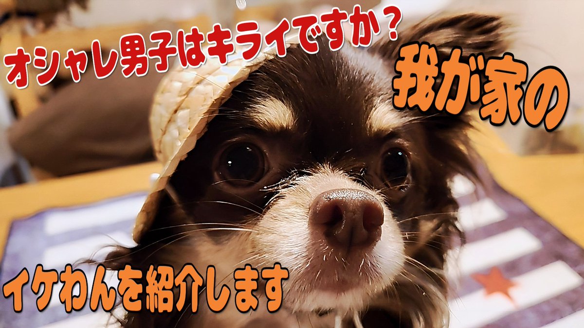 皆様こんばんは😄

今日も1日本当にお疲れ様でした🌸
世間はGWムードですね😊

やんちゃは大半がお仕事なので
皆さんのポストを拝見して
お出掛け気分を味わおうと
楽しみにしています🎵

我が家の愛犬も今年で5歳になります✨
🐶ちゃんや🐱ちゃんは人間の
何倍もの速度で生きています。
