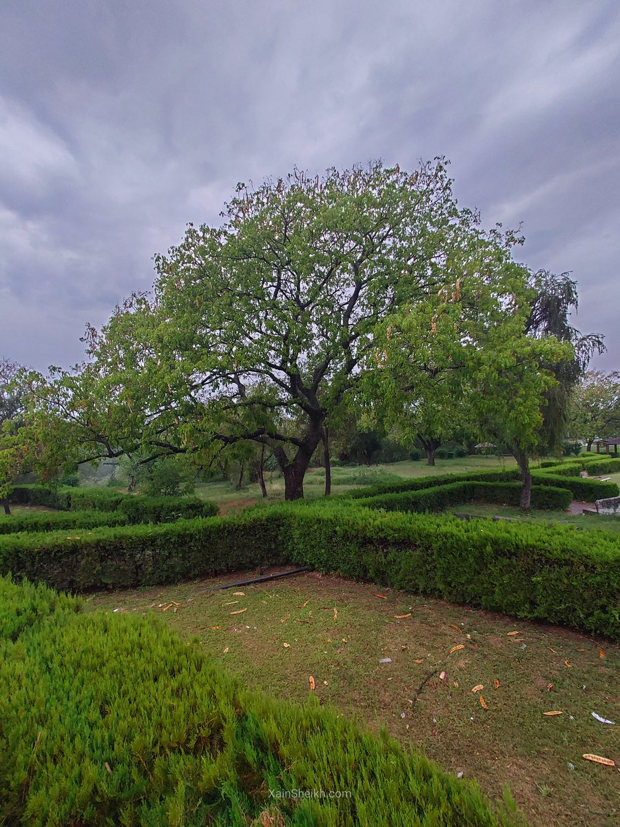 EcoVibeExplorer's tweet photo. As Cherry Blossoms bloom, Islamabad transforms into a picturesque paradise.
๐ ShakarParian, Islamabad ๐ต๐ฐ
๐ธ @Xainisheikh
#DestinationPakistan
#RediscoverPakistan https://t.co/E5nKYmFwsU