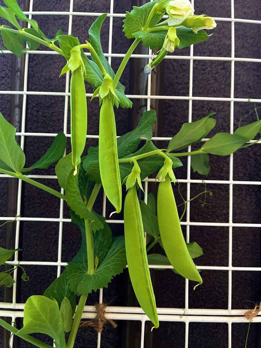 ベランダで育ててる夏野菜たちが一斉に実を付け始めた😭スナップエンドウとミニトマトです😭ほかにはオクラと唐辛子とバジルとラディッシュもいます😭 