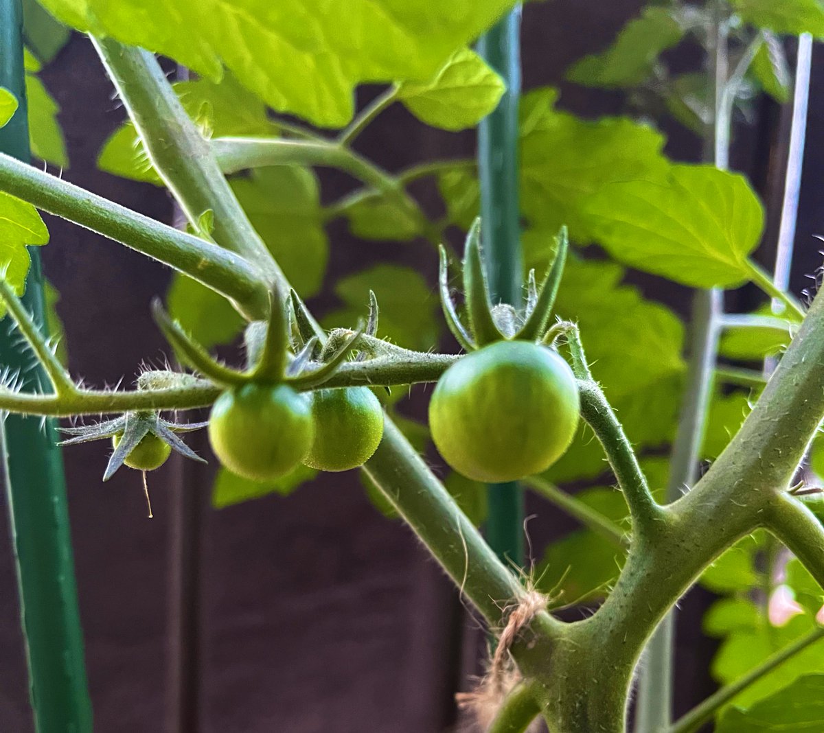 ベランダで育ててる夏野菜たちが一斉に実を付け始めた😭スナップエンドウとミニトマトです😭ほかにはオクラと唐辛子とバジルとラディッシュもいます😭 