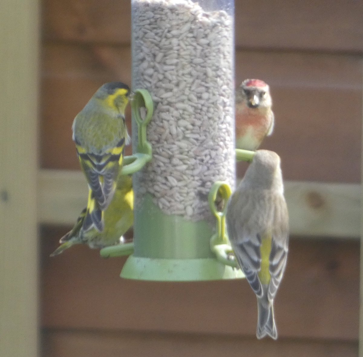 shelinad's tweet photo. Excited to see Redpolls in our Northumberland garden these last few weeks but unsure whether they’re Common or Lesser. Can anyone help to id please for my BTO GBW? @_BTO @BTO_GBW @Natures_Voice https://t.co/2PvqGXudis