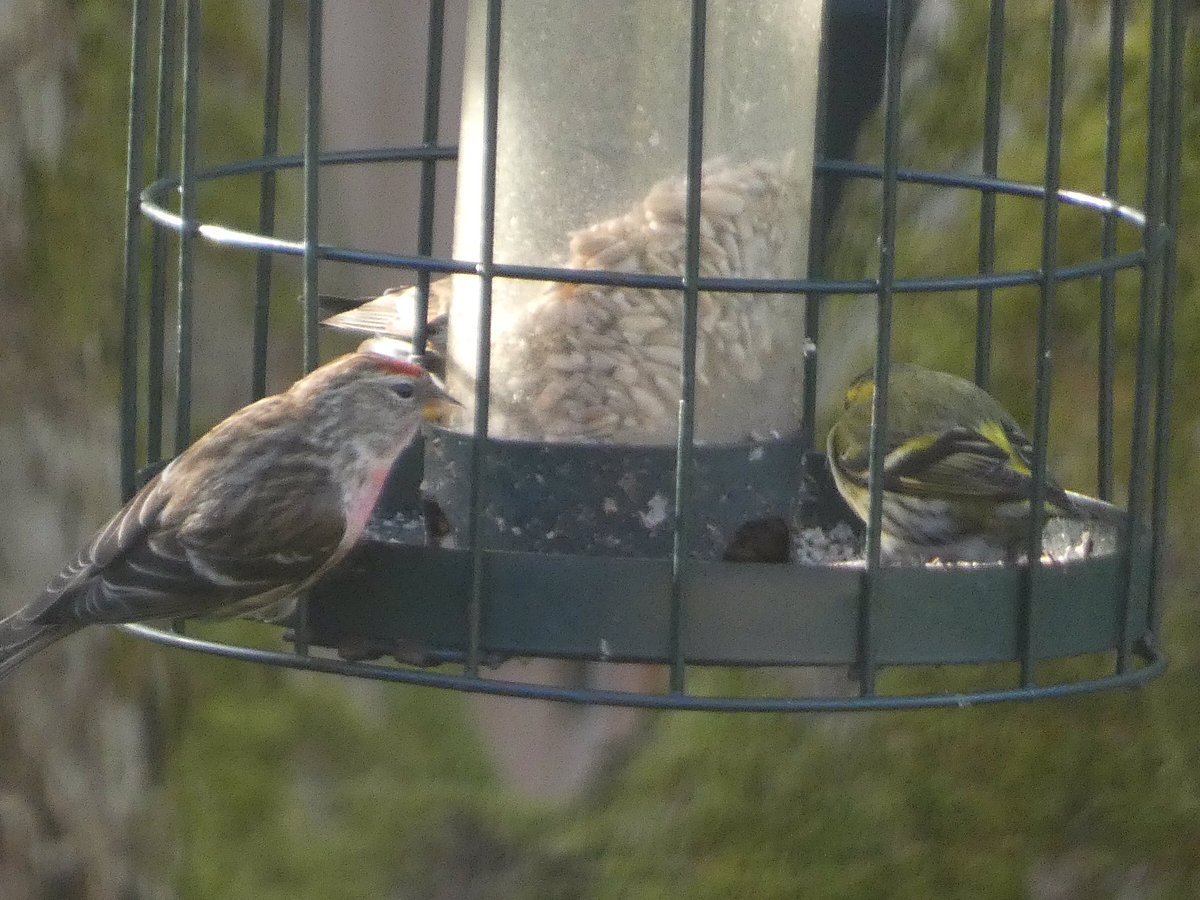 shelinad's tweet photo. Excited to see Redpolls in our Northumberland garden these last few weeks but unsure whether they’re Common or Lesser. Can anyone help to id please for my BTO GBW? @_BTO @BTO_GBW @Natures_Voice https://t.co/2PvqGXudis