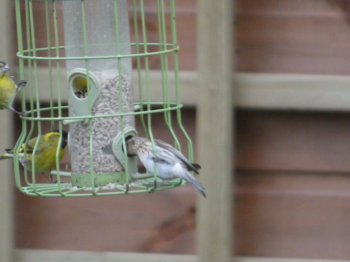 shelinad's tweet photo. Excited to see Redpolls in our Northumberland garden these last few weeks but unsure whether they’re Common or Lesser. Can anyone help to id please for my BTO GBW? @_BTO @BTO_GBW @Natures_Voice https://t.co/2PvqGXudis
