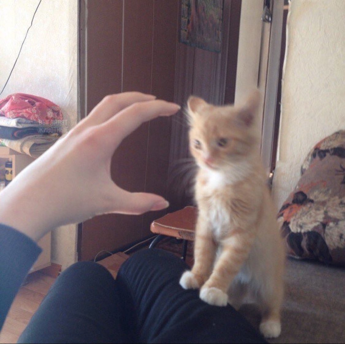 PunchingCat's tweet photo. https://t.co/vg812iPf5z