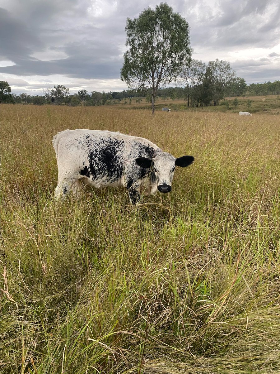 Advice needed. Should I adopt this speckled park cross droughty heifer on the basis of being cute as hell?