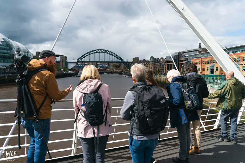 From the Cycle Hub by Ouseburn to Dunston Staithes, we delved into urban Sand Martins 🪹 the story of the #TyneKittiwakes 🐟 importance of the Tyne Estuary for species such as Shelduck & Redshank 🌊 and enjoyed chance encounters with a male Kestrel and cruising Buzzard.