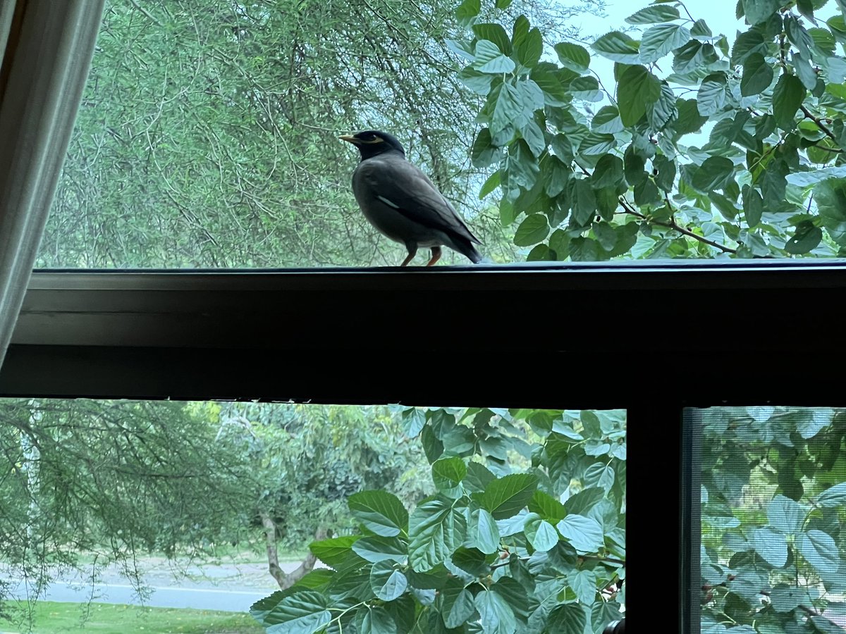 The lonely Myna outside my window.
