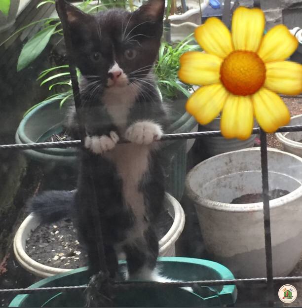 KochengFess v2 tweet media