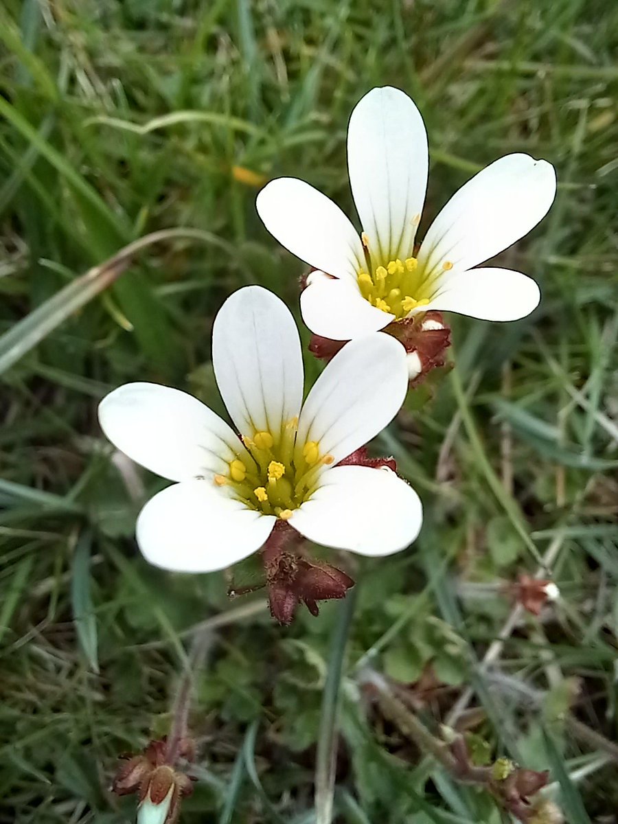 @jim_horsfall @WildSheffield @BSBIbotany Thank you for sharing @jim_horsfall I went for a walk at 'botanical pace' in some @DerbysWildlife and @peakdistrict @NaturalEngland nature reserves 🙂 lots of v nice finds ..... @WildSheffield @BSBIbotany