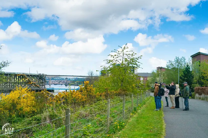 As always our guests were treated to a delicious stottie picnic lunch 🧺 by Shieldfield social enterprise, @bigriverne (we all ate it too quickly for photos! 😆) This was our final Quayside Wildlife Safari of spring, more dates coming soon 🍂