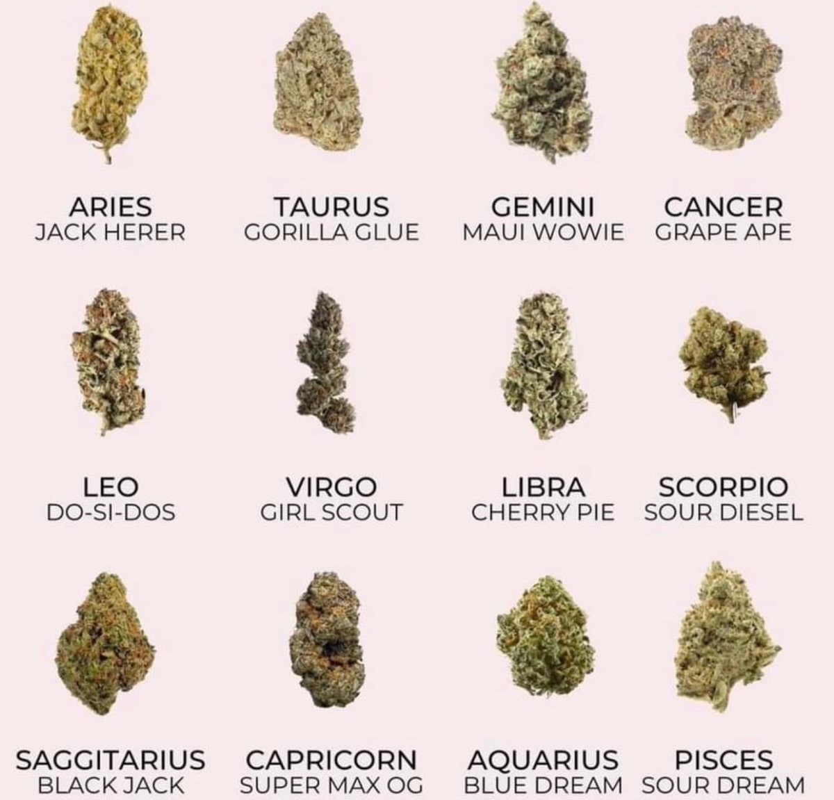 What’s your zodiac bud?