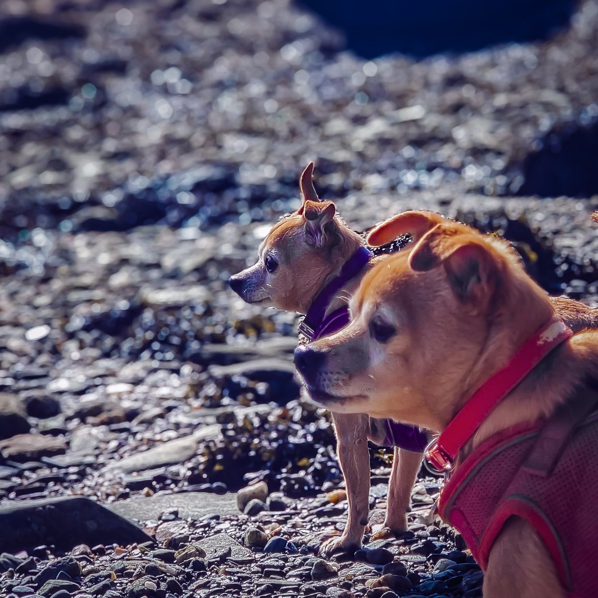 Craggle13's tweet photo. Chilling on the beach #happydogs https://t.co/y9akXlYwER