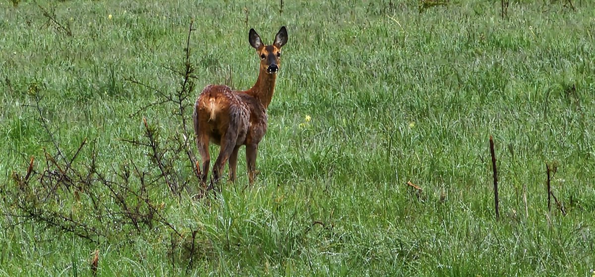 Visitors on the walk this morning