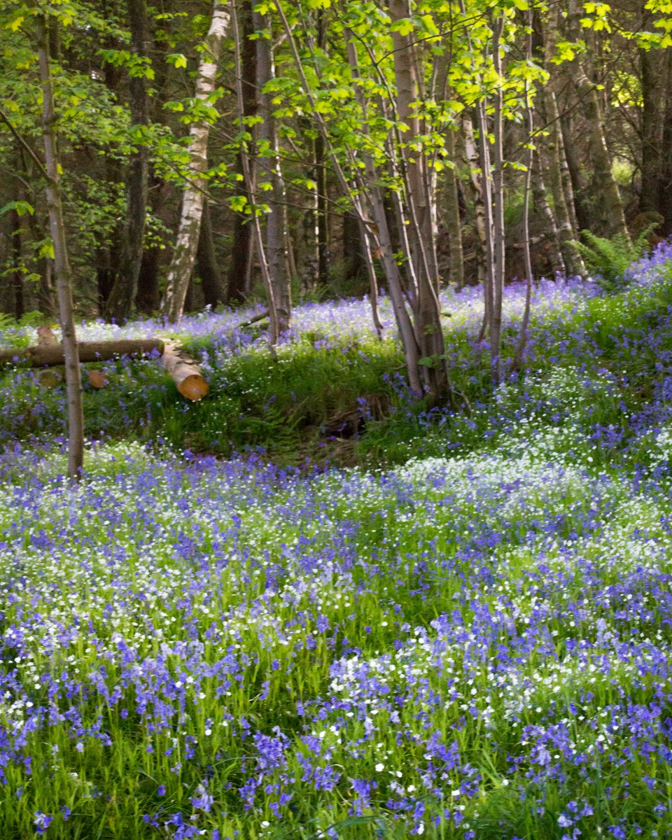 🌼 #Bluebells are traditionally #woodland flowers. 🌳 They can grow very close together, creating beautiful blue and violet seas in our woods. 💔 It can take over five years for a bluebell patch to establish. Don't pick them and take care not to step on them.