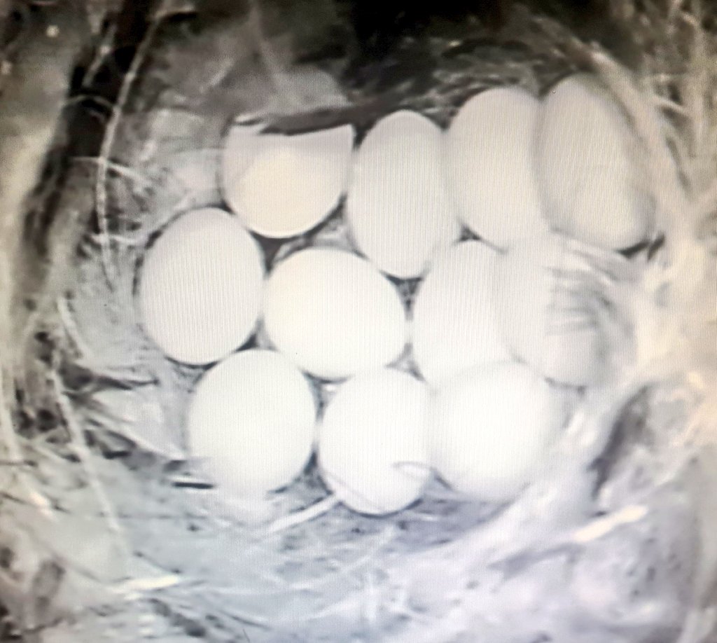 Today's count is 11 eggs in the #Bluetit nest box 

#gardenbirds #uk #nesting #spring #newlife