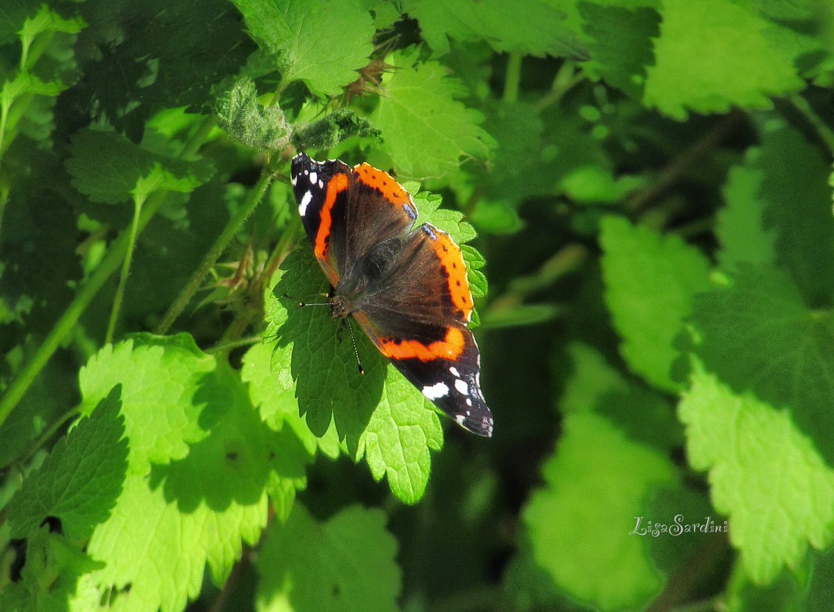 Red Admiral butterfly