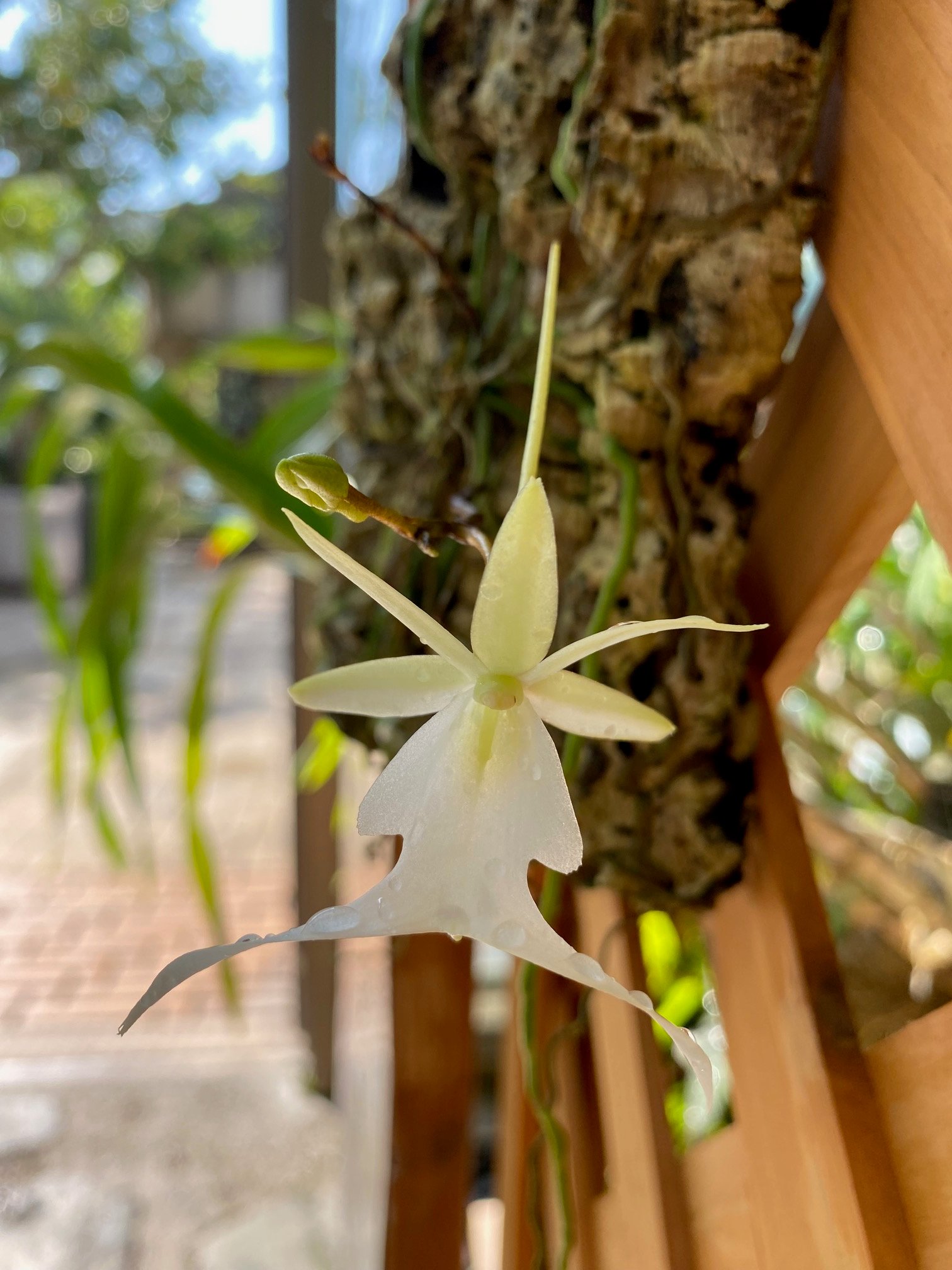 洋蘭 原種 稀少種 Polyrrhiza. lindenii 開花株 幽霊蘭 洋蘭 原種 稀少種 Polyrrhiza. lindenii 開花株 幽霊蘭（Yahoo